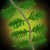 Protection of the Redwood.png